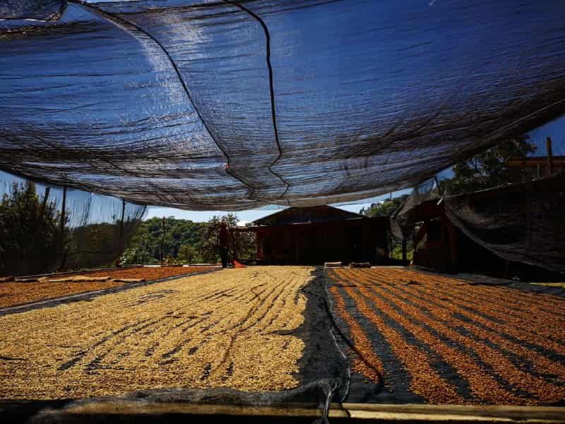 Turismo de Café: ¡Viaja, Descubre y Degusta! ✈️☕