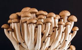 🍄☕ Café con Infusión de Hongos: Potencia tu Energía y Bienestar